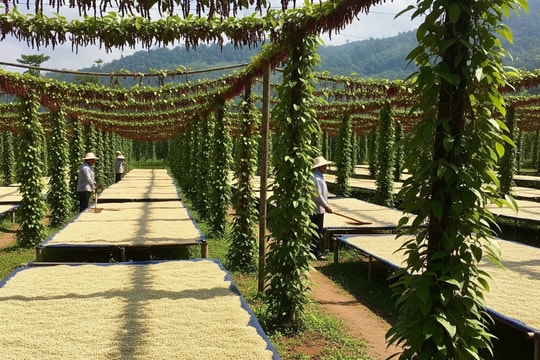 Giá tiêu hôm nay 1/8/2025: "Vàng đen" Việt Nam thay đổi cuộc chơi sau cú hích lớn