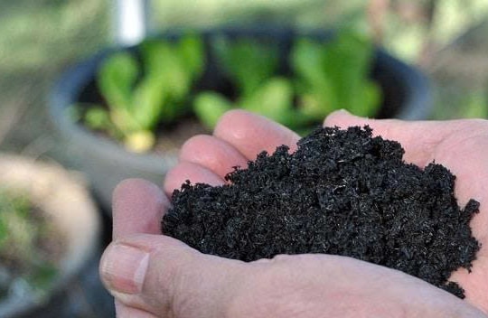 Đốt bỏ phụ phẩm: Việt Nam đang lãng phí “mỏ vàng” than sinh học