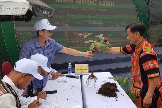 Gần 70 chủ thể tham gia hội thi sâm Ngọc Linh TP Đà Nẵng năm 2025