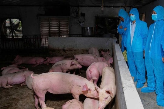 Ninh Bình: Chủ tịch UBND cấp xã chịu trách nhiệm nếu chủ quan, lơ là trong phòng chống, bệnh dịch tả lợn Châu Phi