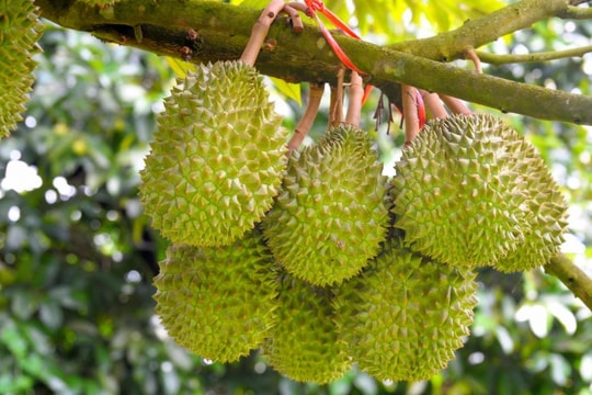 Giá sầu riêng hôm nay 1/8: Đắk Lắk dẫn đầu đà tăng giá, thị trường sôi động nhờ sức hút xuất khẩu