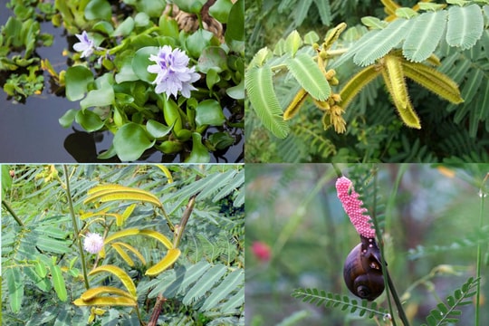 Sinh vật ngoại lai gây thiệt hại hàng trăm tỷ USD mỗi năm