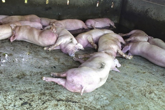 Hà Nội ban hành công điện phòng, chống dịch tả lợn châu Phi