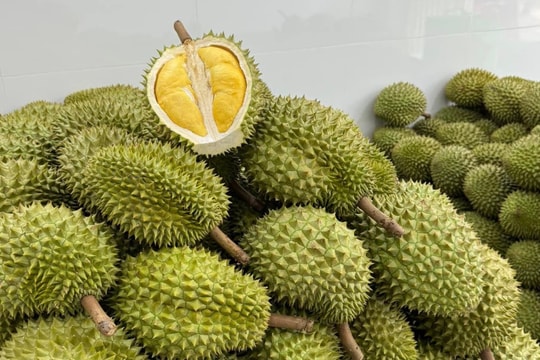 Giá sầu riêng hôm nay 28/9: Neo đỉnh 120.000 đồng/kg, cạnh tranh xuất khẩu ngày càng gay gắt