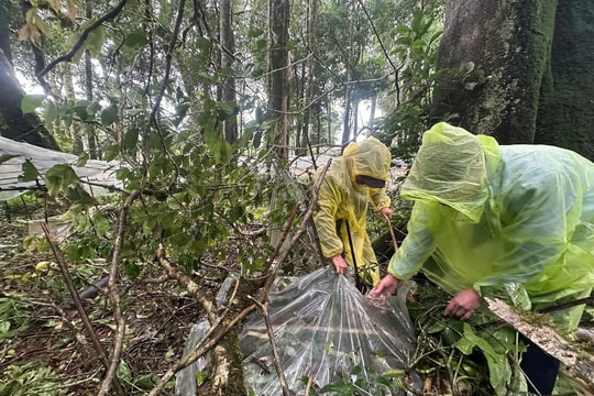Hơn 26.000 gốc sâm Ngọc Linh bị bão tàn phá, thiệt hại trên 11,7 tỷ đồng