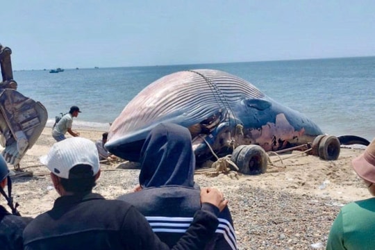 Xác cá Ông nặng 6 tấn trôi vào biển Lâm Đồng