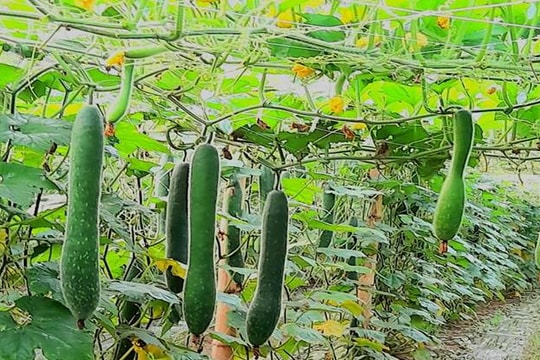 Chú trọng phát triển sinh kế, Điện Biên tạo bước chuyển trong giảm nghèo