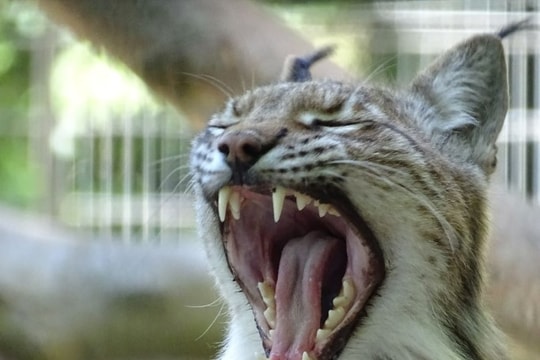 Vườn thú kêu gọi quyên góp thú cưng làm thức ăn cho động vật ăn thịt