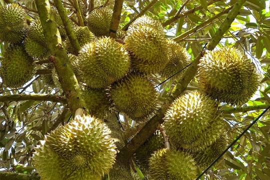 Giá sầu riêng hôm nay 5/10: Thái VIP giữ đỉnh 120.000 đồng/kg, Ri6 miền Tây tăng mạnh