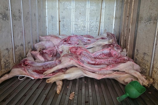 Gia Lai: Phát hiện hơn 200 con heo nhiễm dịch tả châu Phi chuẩn bị đem đi tiêu thụ