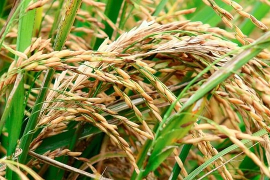 Giá lúa gạo hôm nay 7/8: Gạo nguyên liệu giảm nhẹ; thị trường quốc tế chịu tác động từ chính sách của Philippines