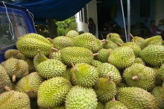 Giá sầu riêng hôm nay 17/10: Giữ giá cao trên diện rộng, kim ngạch xuất khẩu cán mốc 2 tỷ USD