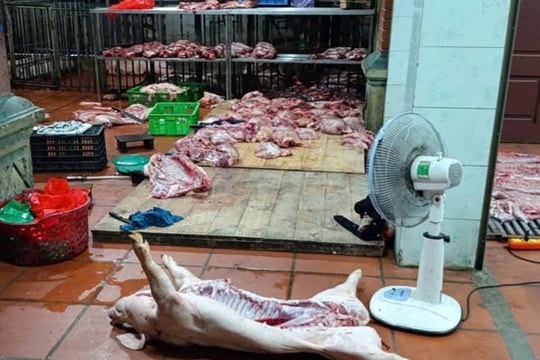 Phát hiện cơ sở mua lợn nhiễm dịch tả lợn châu Phi đem về mổ, chuẩn bị bán ra thị trường ở Hưng Yên