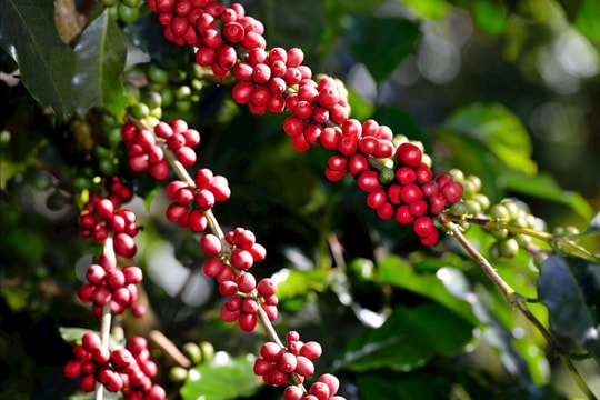 Cà phê Việt xác lập kỷ lục, giá dự báo “neo cao” đến cuối năm