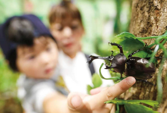 Côn trùng - thú cưng 'quốc dân' của người Nhật