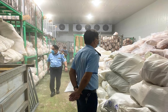 Gia Lai: Tiêu hủy hơn 100 tấn heo quay và heo sữa chuyển màu, bốc mùi