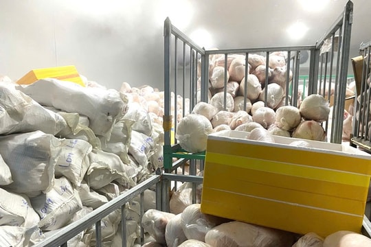 Gia Lai: Phát hiện hàng nghìn con lợn không rõ nguồn gốc trong kho đông lạnh