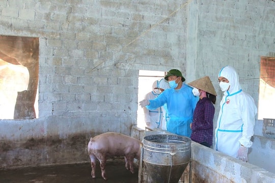 Ninh Bình: Tiêu hủy hơn 11.700 con lợn với tổng trọng lượng 651 tấn