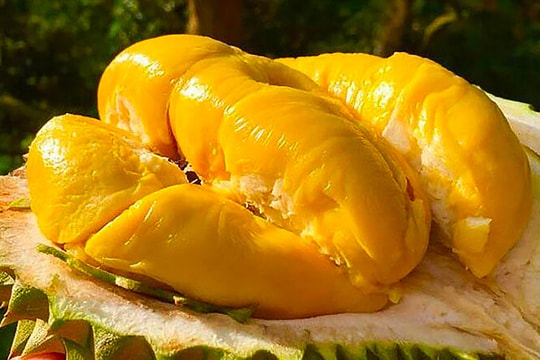 Giá sầu riêng hôm nay 10/8: Nhiều nơi giảm, Đắk Lắk giữ giá cao, cuộc đua xuất khẩu sang Trung Quốc sôi động