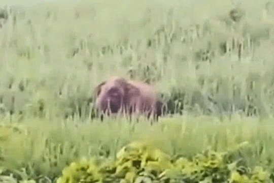 Xuất hiện voi rừng phá hoa màu ở Nghệ An