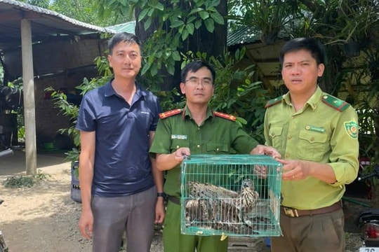 Quảng Ngãi: Thả về rừng 3 cá thể diều hâu quý hiếm