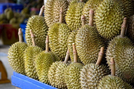 Tiêu chuẩn quốc gia cho sầu riêng quả tươi