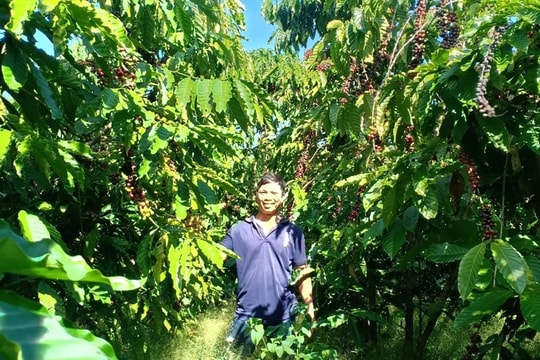 Giá nông sản hôm nay 13/8: Cà phê lập đỉnh mới, hồ tiêu neo giá cao