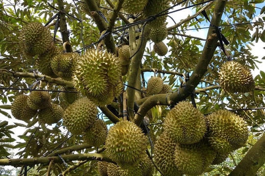 Giá sầu riêng hôm nay 15/10: Thái VIP neo ở mức cao, xuất khẩu sôi động giữ giá ở mức cao kỷ lục