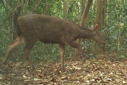 Phát hiện nhiều động vật trong Sách đỏ qua bẫy ảnh tại Vườn quốc gia Phong Nha – Kẻ Bàng