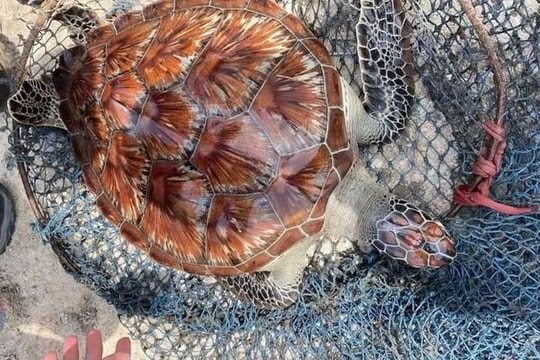 Thả về môi trường tự nhiên cá thể rùa biển nặng 12 kg