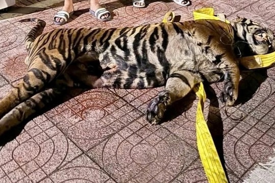 Khởi tố 3 đối tượng buôn xác hổ từ Lào về Việt Nam