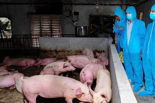 Ninh Bình: Tiếp tục ưu tiên, tập trung nguồn lực phòng, chống bệnh Dịch tả lợn Châu Phi