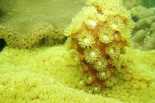 Vịnh Hạ Long: Nghiên cứu thành lập Khu bảo tồn biển