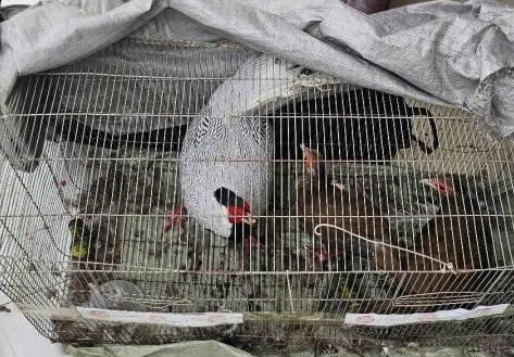 Động vật hoang dã quý hiếm có được nuôi?