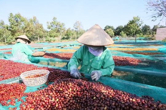 Giá nông sản hôm nay 16/8: Giá cà phê và hồ tiêu đồng loạt tăng cao