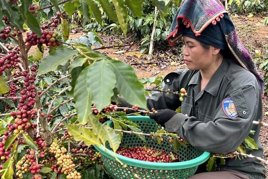 Giá nông sản hôm nay 17/8: Nông dân phấn khởi khi cà phê leo giá cả trong nước và thế giới, hồ tiêu hạ nhiệt