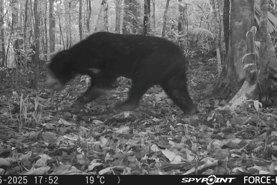 Quảng Ngãi: Phát hiện nhiều giống gà và gấu quý hiếm ở Vườn Quốc gia Chư Mom Ray