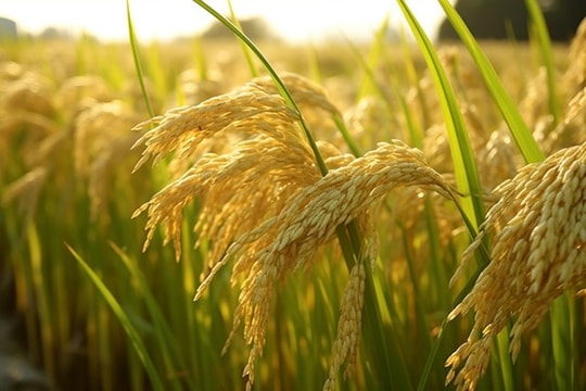 Giá lúa gạo hôm nay 21/10: Thị trường trong nước ổn định, xuất khẩu tăng nhẹ