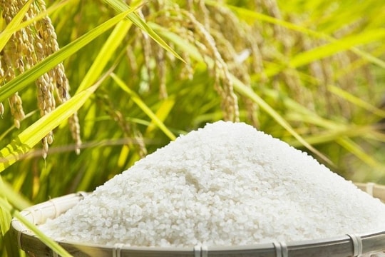 Giá lúa gạo hôm nay 27/9: Thị trường biến động nhẹ, gạo nguyên liệu giảm, giao dịch trầm lắng