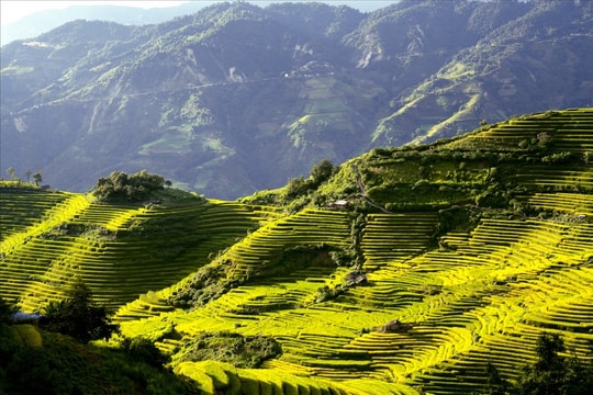 Mê mẩn bức tranh mùa vàng Dào San