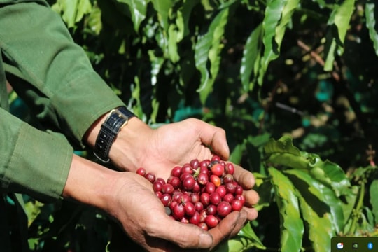 Giá nông sản hôm nay 20/8: Có đợt tăng giá mới trước vụ thu hoạch, nông dân phấn khởi