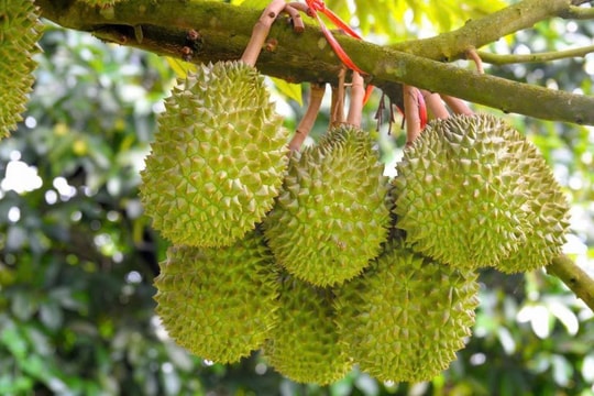 Giá sầu riêng hôm nay 19/8: Sầu Thái tăng 2.000 đồng/kg tại Đồng Nai, Bình Phước, thị trường xuất khẩu khởi sắc