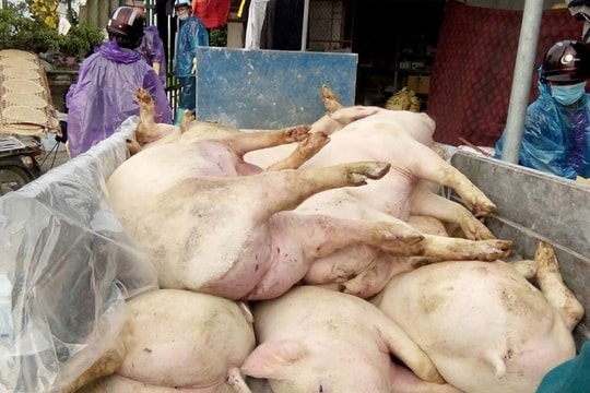 Hưng Yên: Tiêu hủy hơn 2.270 con lợn do dịch tả lợn châu Phi