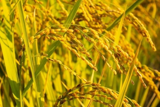 Giá lúa gạo hôm nay 30/10: Gạo xuất khẩu Việt Nam giữ vị thế dẫn đầu, Philippines có nguy cơ thiếu hụt gạo