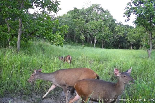 Phát hiện loài động vật quý hiếm sau hơn 20 năm vắng bóng