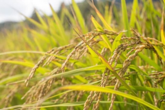 Giá lúa gạo hôm nay 28/10: Xuất khẩu tăng giảm trái chiều, gạo Việt Nam hướng mốc kỷ lục