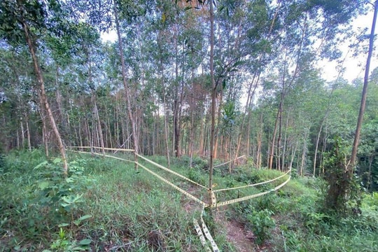 120 cây thông trong rừng phòng hộ ở Huế bị phá hoại