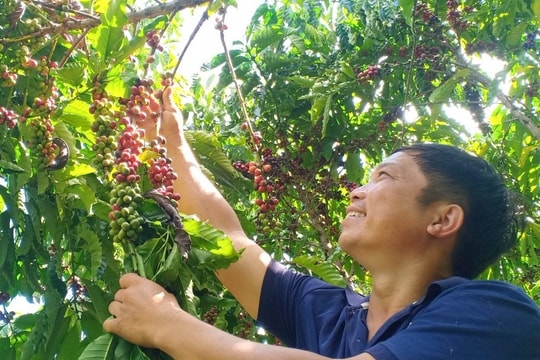 Giá nông sản hôm nay 5/10/2025: Cà phê bật tăng, hồ tiêu bình ổn giá