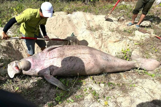 Chỉ còn khoảng 8 cá thể bò biển Dugong ở Côn Đảo