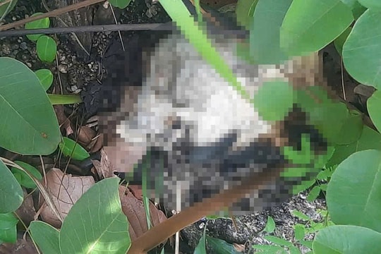 Gia Lai: Nhóm người phát hiện bộ xương khô trong lúc đi hái nấm trên núi